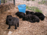 cucciolata cane corso rustico